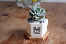 Spring 18: Madeline "Rosette" Succulents