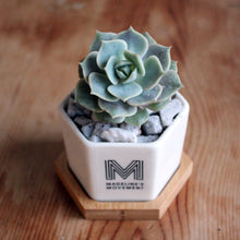 Spring 18: Madeline "Rosette" Succulents