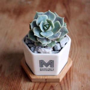 Spring 18: Madeline "Rosette" Succulents