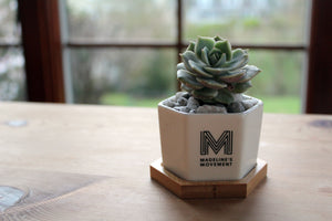 Spring 18: Madeline "Rosette" Succulents